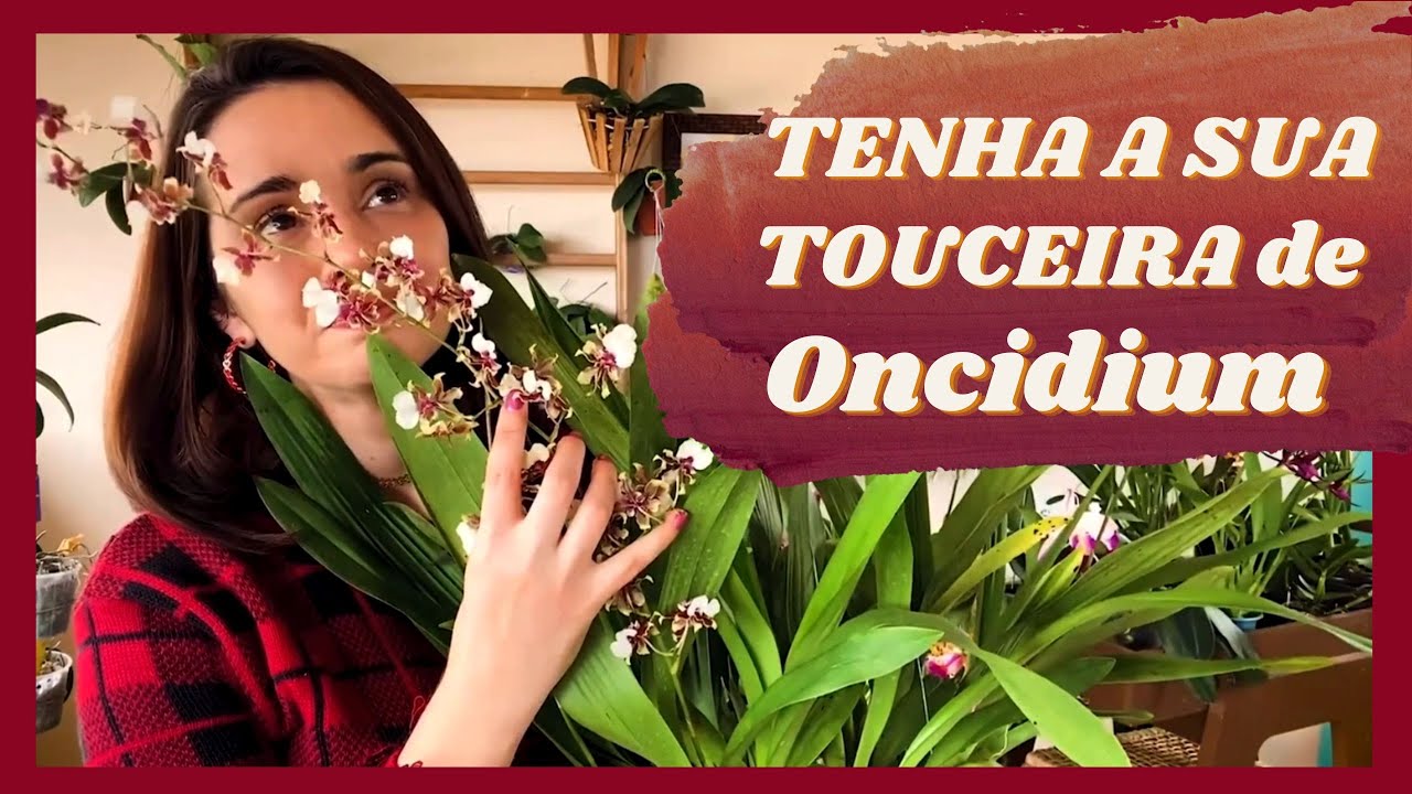 Como Cuidar de Oncidium. Orquídea Chocolate | Orquídea Chuva de Ouro | Oncidium Catatante