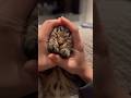 【猫動画】愛する子猫が可愛過ぎて発狂するパパ⁉︎笑 #shorts