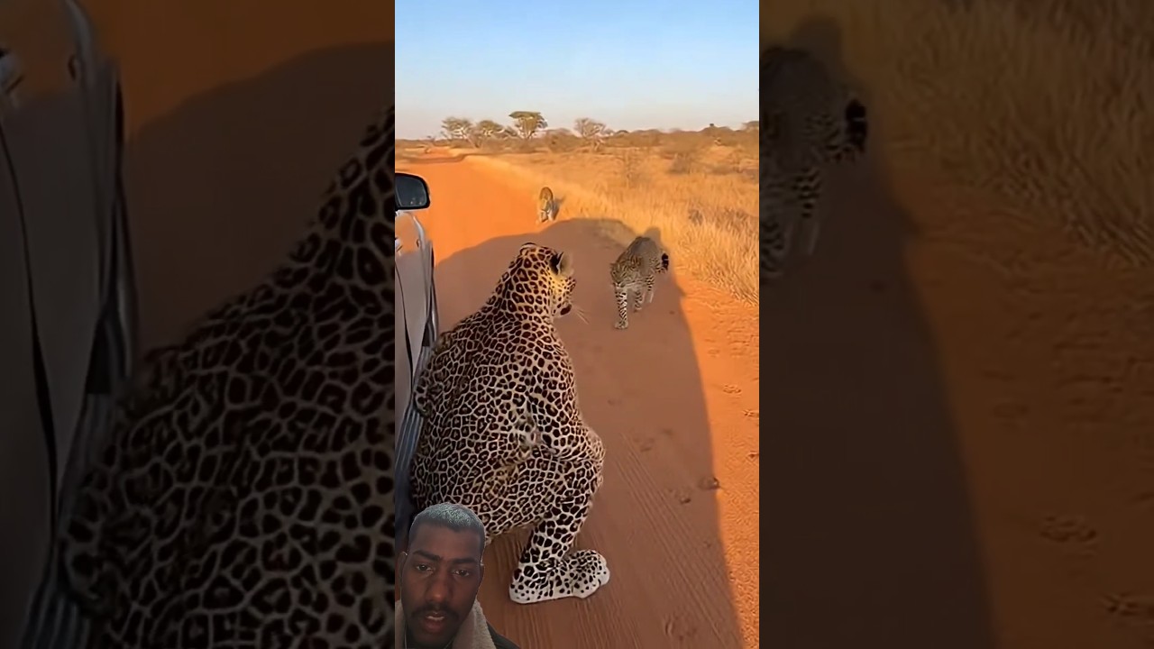 Will the Leopards Accept Him? 🐆  