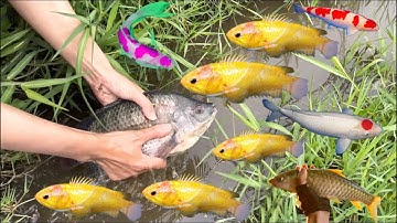 Động vật dễ thương, bắt cá chép koi , cá sông , cá suối , cá lau kiếng , cá chép, cá cảnh , cá trắm