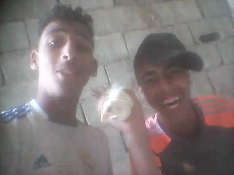 جويليقي او ميستيج تبركيس 