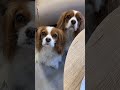 Herky knows her sister Milton // Cavalier King Charles Spaniel trick #shorts