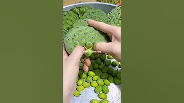 Lotus | Lotus seeds | Lotus plant | Plant lotus | how to grow lotus #lotus #lotusseeds #lotusplant