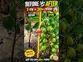 Secret Trick to Get More Guavas Fast! 🌱🍐 #shorts #guavas #plant #farming #youtubeshorts