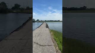 علي الديك   حلوة واسمالله عليكي       سمعها