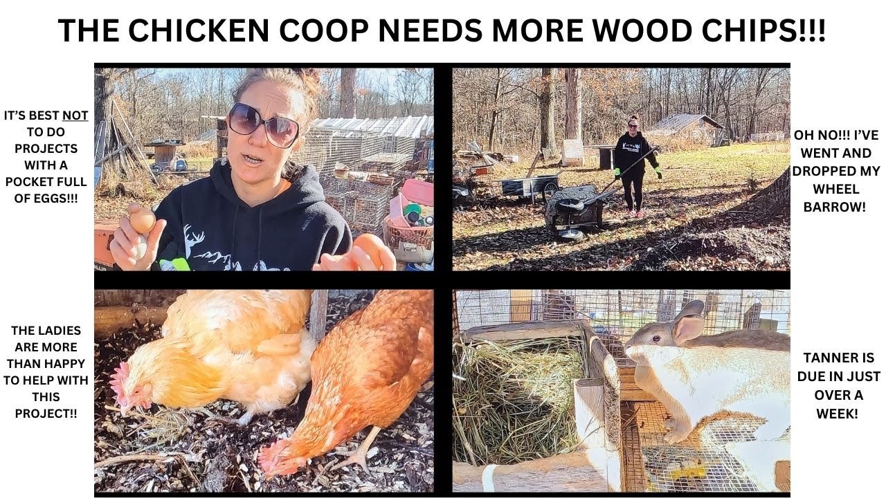 The Chicken Coop Needs More Woods Chips! YouTube