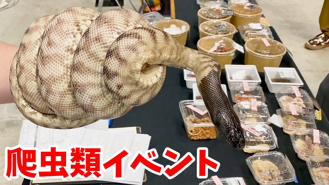 東京ビッグサイトで行われた日本最大級の爬虫類イベントが楽しすぎたので沢山生体を撮影してきました