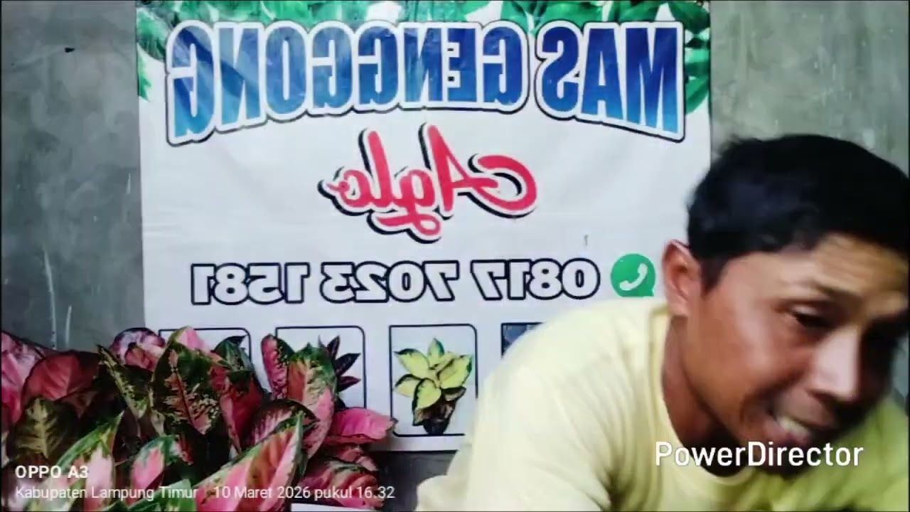 Aglonema spesial merah merah.  Wa 081770231581 & 085664845584