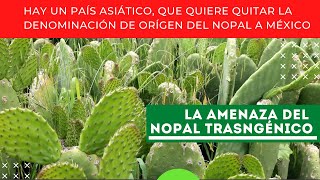 DENOMINACIÓN DE ORIGEN DEL NOPAL | CHINA QUIERE PATENTARLO