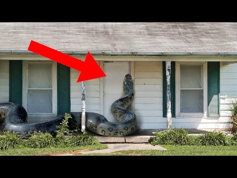 Wild Animals Invading People's Homes!