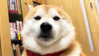 なでられる喜びを忘れた柴犬