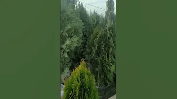 чем плосковеточник отличается от кипарисовика