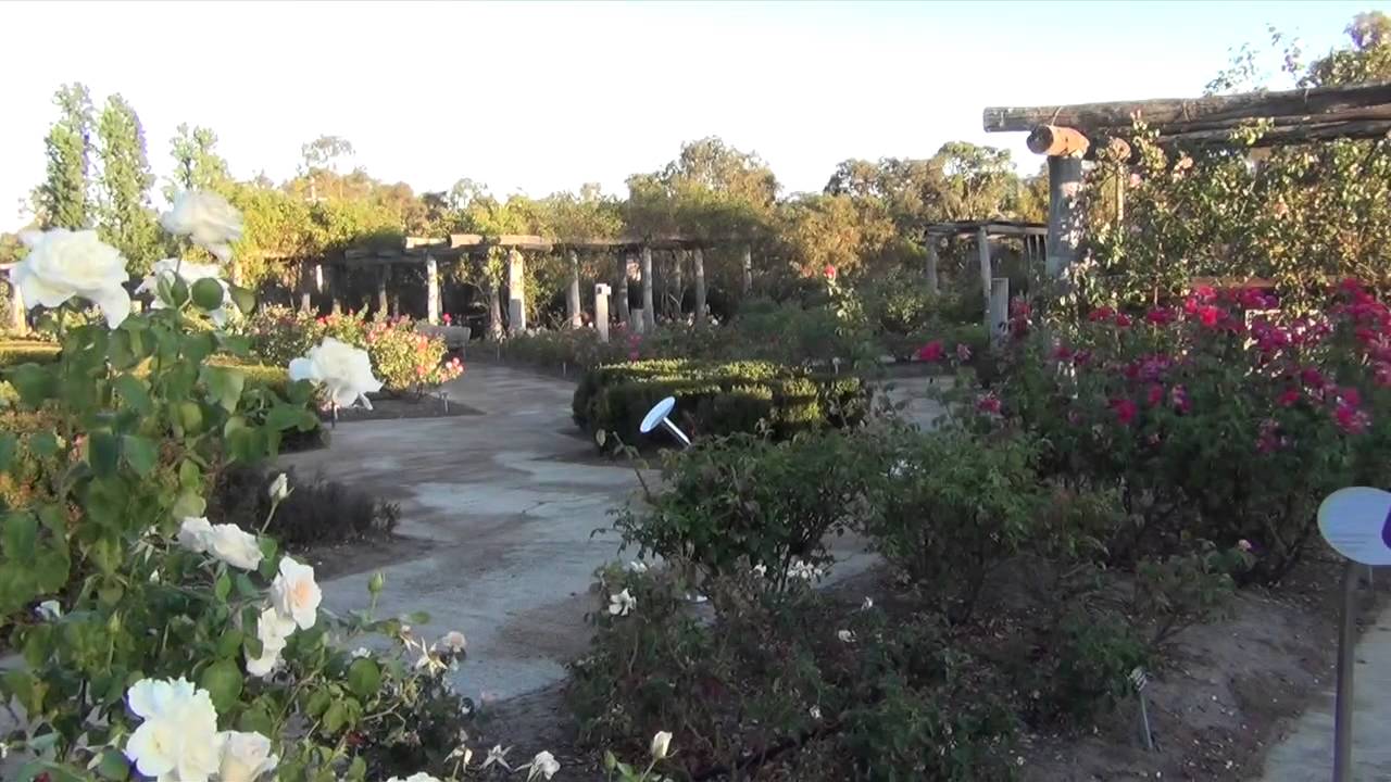Kojonup rose maze YouTube