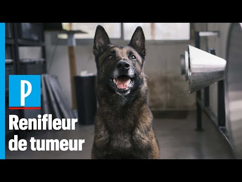 Vidéo: Le nez le sait: les chiens renifleurs de cancer à la rescousse!