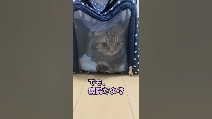 Video 5365211: british shorthair munchkin, kitten, cat