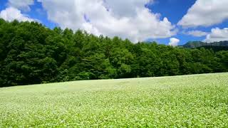 سورة الفاتحة بصوت القارئ رشيد بلعشية