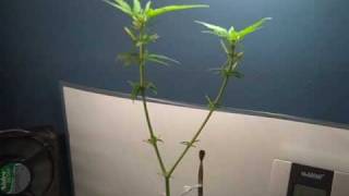 First Grow Week 9 (Trimming Fan Leaves)