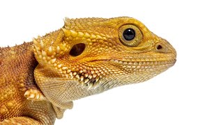 Can Bearded Dragons Eat Carrots?🦎🥕