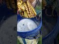collecting coconut 🌴 sap#coconuttoddy #farmingtraditions #rurallife #coconutwine