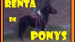 Renta de Ponys. Ponis. FIESTAS. EVENTOS. SHOW. Mexico. DF.
