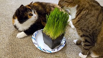Cats Cutely React to Cat Grass