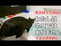 風呂に飛び込む、逃げ込む、そんな猫になってしまった風呂好きネコさん!どうやったらそうなれるのか