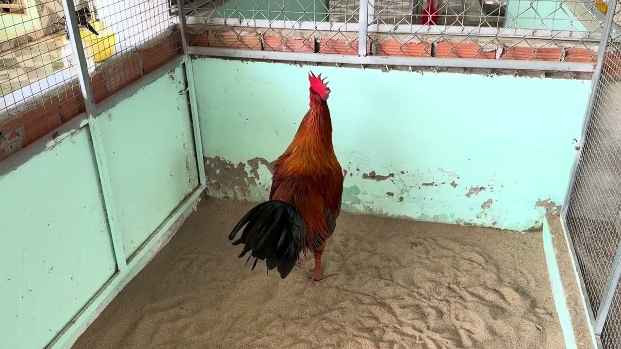 Gà vàng 3ki4 vip 0909343681