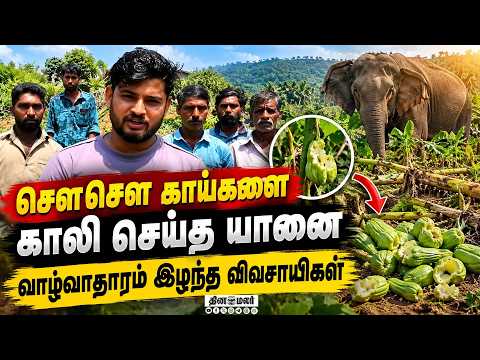 விவசாயிகளுக்கு ₹8 லட்சம் நஷ்டம் Chayote Crop Damage Wild Elephant Rampage Pandalur Nilgiris