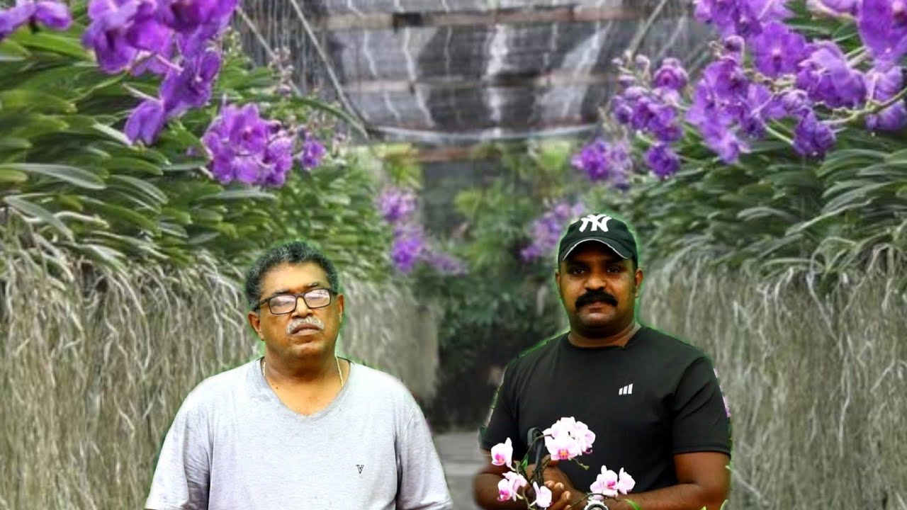 ഓർക്കിഡ് ചെടികളുടെ പറുദ്ദീസ എന്ന് കെട്ടിട്ടലേ ഉള്ളു.. ഇത് അതുക്കും മേലെ.. big collection for orchid
