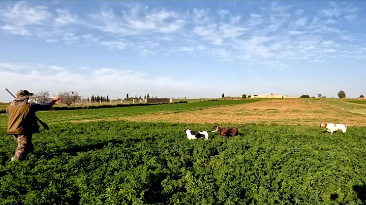 Chasse Caille avec chien Pointer anglais
