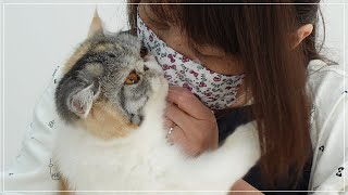 Very Gentle and Comfortable Cat Grooming  癒やしのナッツちゃん