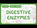 A-Level Biology - Digestive Enzymes - Carbohydrases | Lipases | Proteases (2026/27 exams)