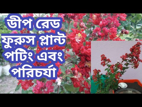 ভিডিও: সকালের গৌরব (55 টি ছবি): বীজ রোপণ এবং যত্ন। কীভাবে বাগানে চারা রোপণ করবেন? বহুবর্ষজীবী এবং বার্ষিক ফুলের জাত, চাঁদ-ফুলের সকাল গৌরব এবং 