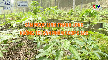 Sâm Ngọc Linh Thành Long hướng tới sản phẩm OCOP 5 sao