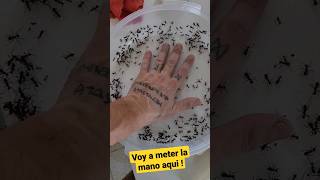 LAS HORMIGAS ME MASACRAN LA MANO #elmundodelashormigas #hormigas #ants #insects #Acromyrmex