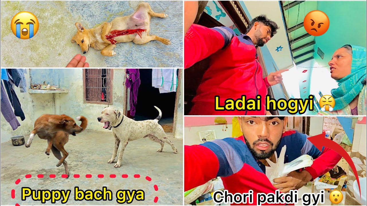 Kabutr chori karte pakda mummy ne 😭 ( Bully k pass Jungli puppy chla gya 😳