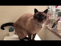 My Siamese Cat Talking to Me...Again :)