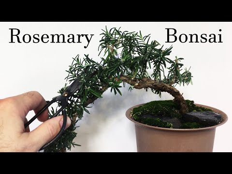 Rosemary Bonsai - Cascading Style. Root pruning Rosemary bonsai for Thicker Trunk development.