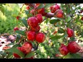 Candy Shop: Nectarines and Mulberries