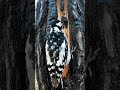Woodpecker Carving Nest After Lightning Hit Tree | Hidden Wildlife Process