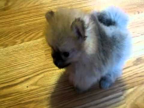 7 week pomeranian 7 week pomeranian puppy 7 week pomeranian 7 week pomeranian puppy