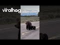 Mama Bear and Cubs Walking on Road in Grand Teton National Park || ViralHog