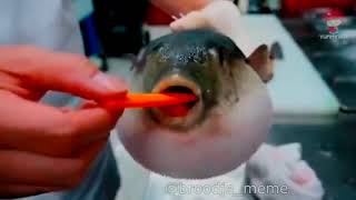 Pufferfish Eats Carrot and Plays Super Mario Bros screenshot 5