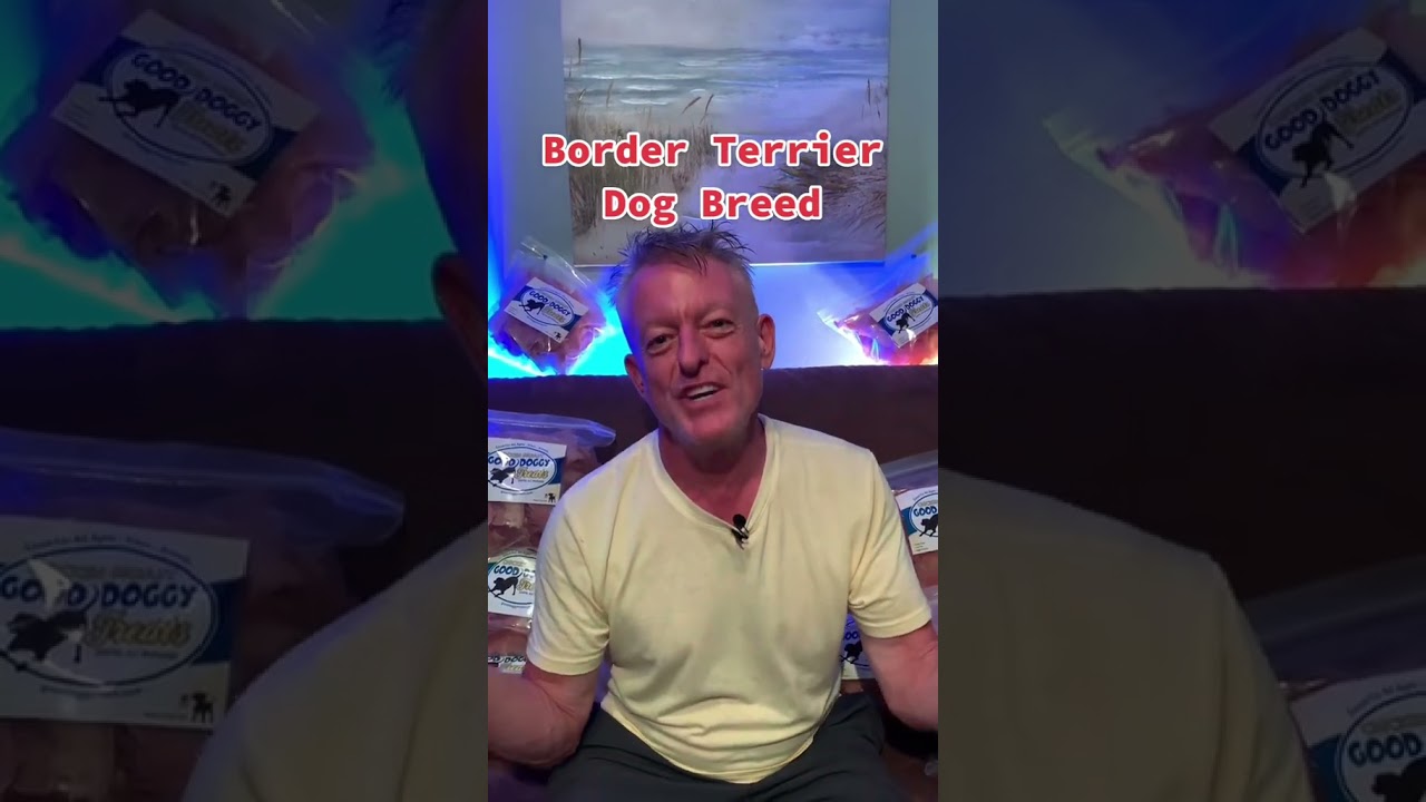 Did you know this about Border Terriers…