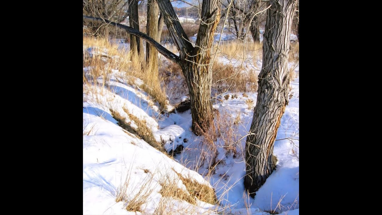 How to Paint Winter Trees and Shadows in Watercolour