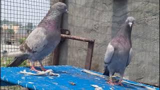 Not for sel only sonk  8529053300 sunil