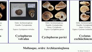 Mollusque, Ordre Architaenioglossa Alycaeus Mollusca Volvulus Globosa Cyclotus Cyclophorus Pila