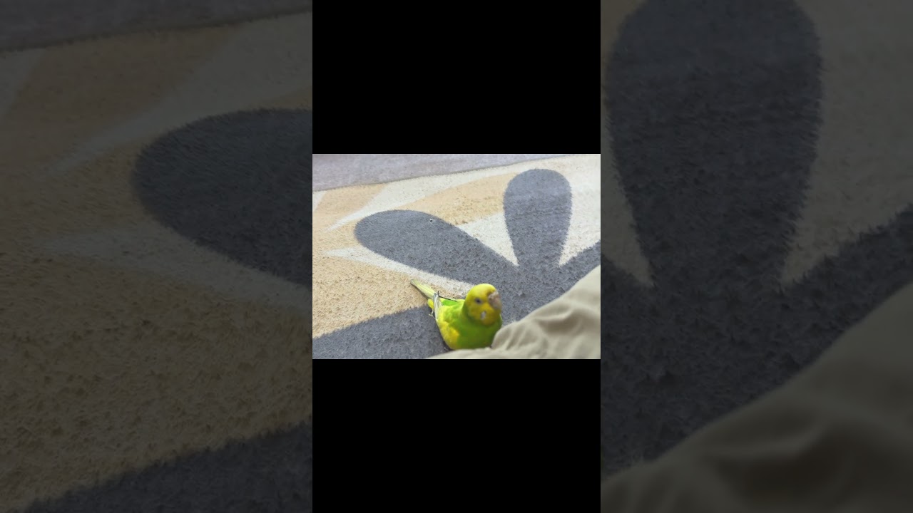 ギャングみたいな顔で睨みつけ、インコの盗み食いを警戒するウサギ・・・　#うさぎ #かわいい #おもしろ動画