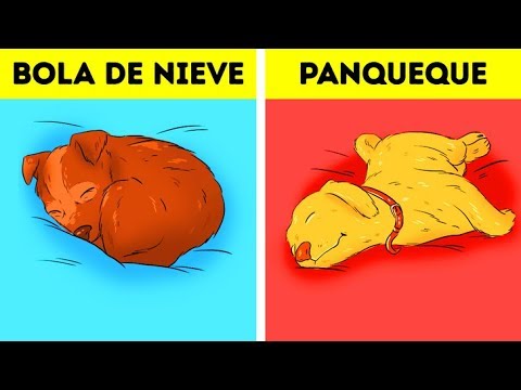 Video: ¿Qué debería enumerar en una etiqueta de perro?