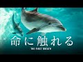 「命に触れる」バンドウイルカ、メリーの出産 - 短編ドキュメンタリー 【おたる水族館】